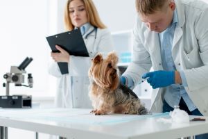 Veterinary Reference Laboratory Market Size